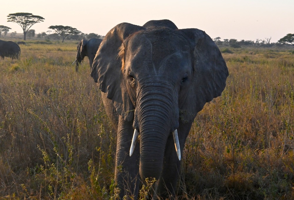 Tag 4: Sonnenaufgangs-Safari