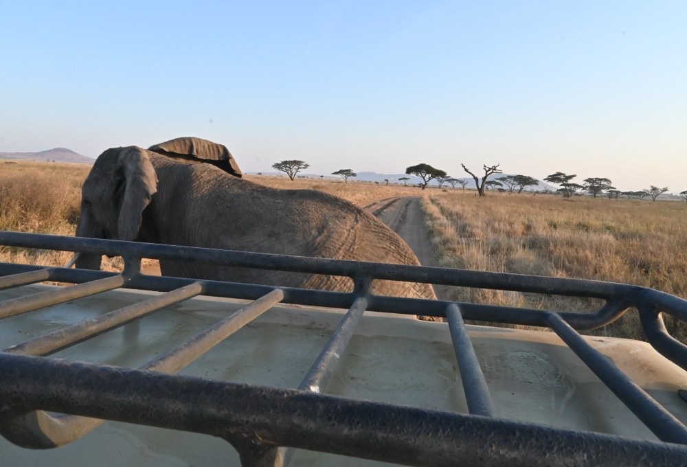 Tag 4: Sonnenaufgangs-Safari