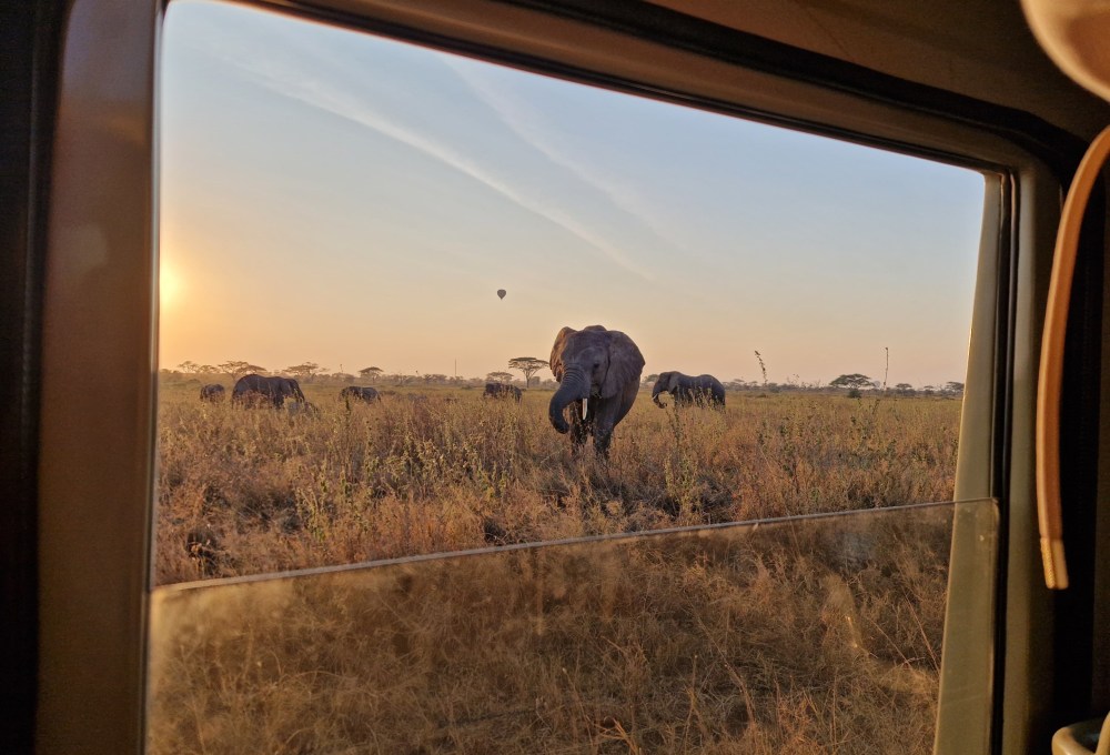 Tag 4: Sonnenaufgangs-Safari