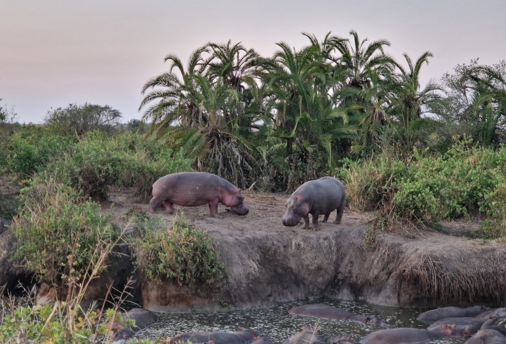 Tag 5: Ngorongoro-Krater 