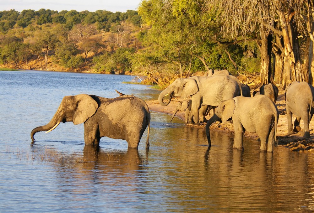Tag 17: Chobe-Nationalpark (Botswana)
