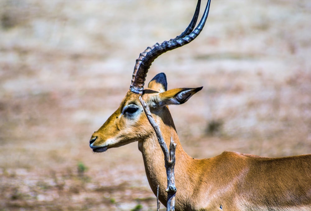 Tag 17: Chobe-Nationalpark (Botswana)