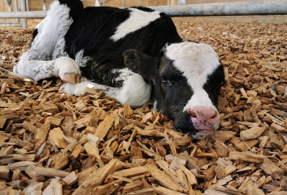 Dein Farmstay-Projekt