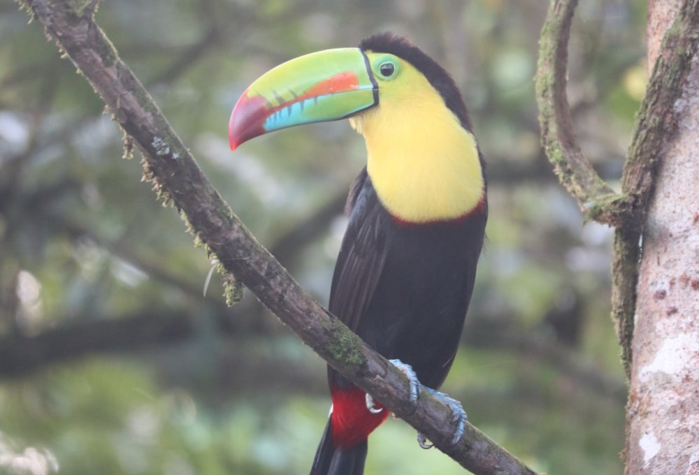 Tag 4: La Fortuna & heiße Quellen von El Choyin