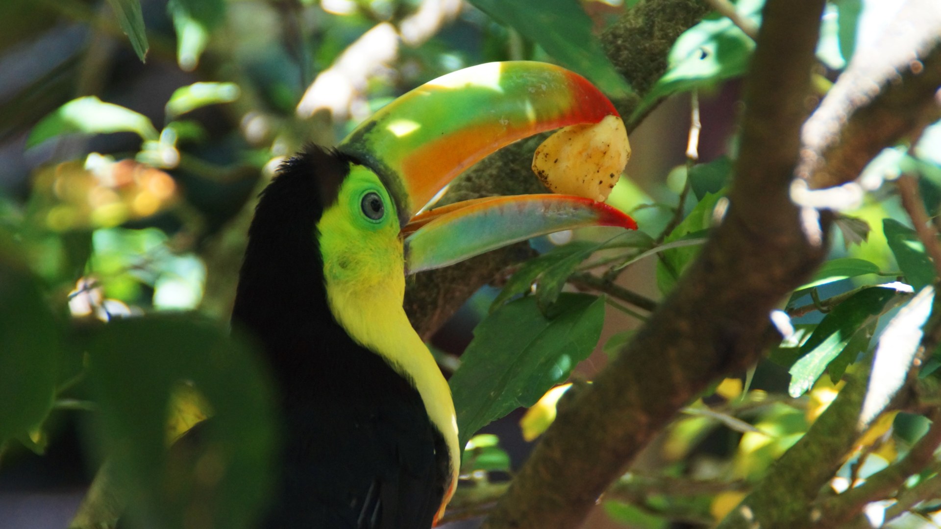 Wildlife in Puerto Viejo (Costa Rica )