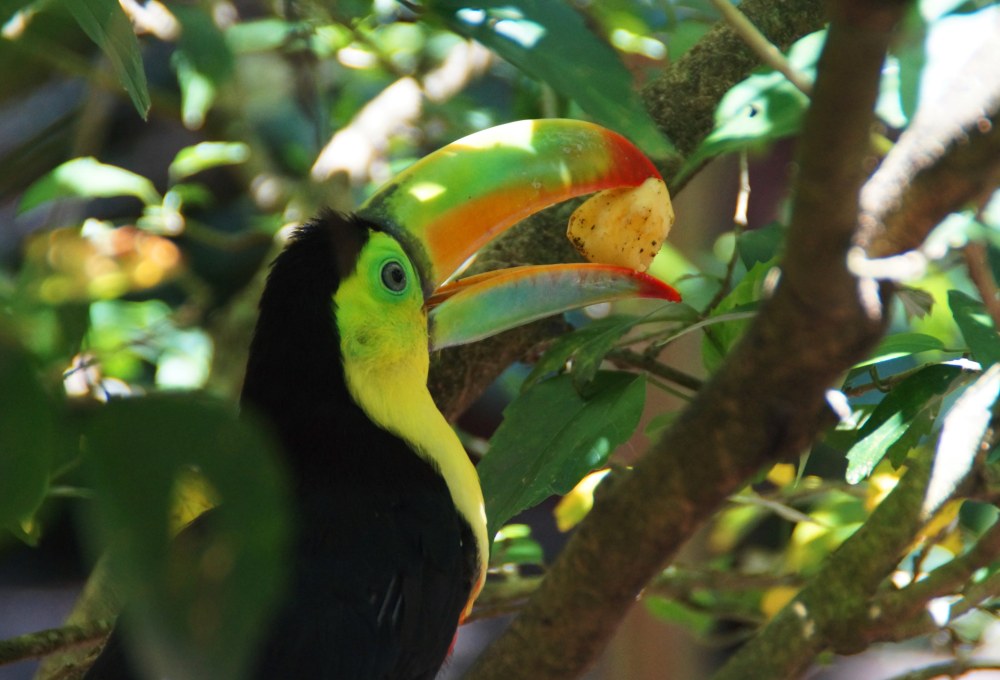 Dein Wildlife Projekt in Costa Rica