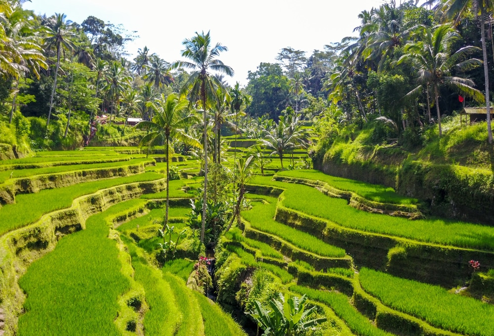 Tag 1: Ankunft in Ubud