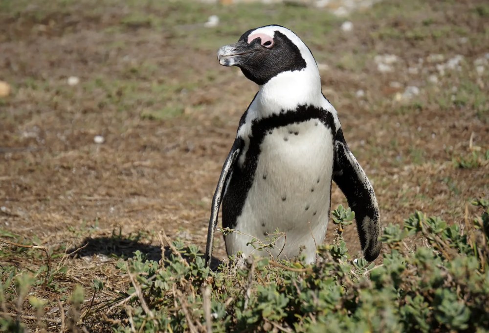 Tag 10: Fahrt nach Kapstadt