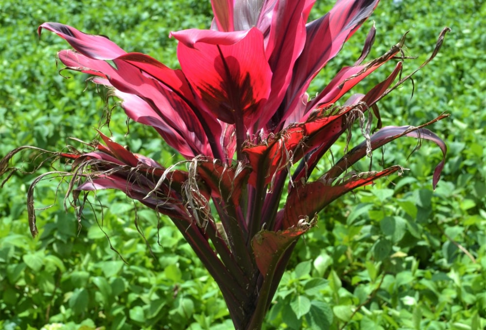 Tag 6 - Aling Aling Wasserfall