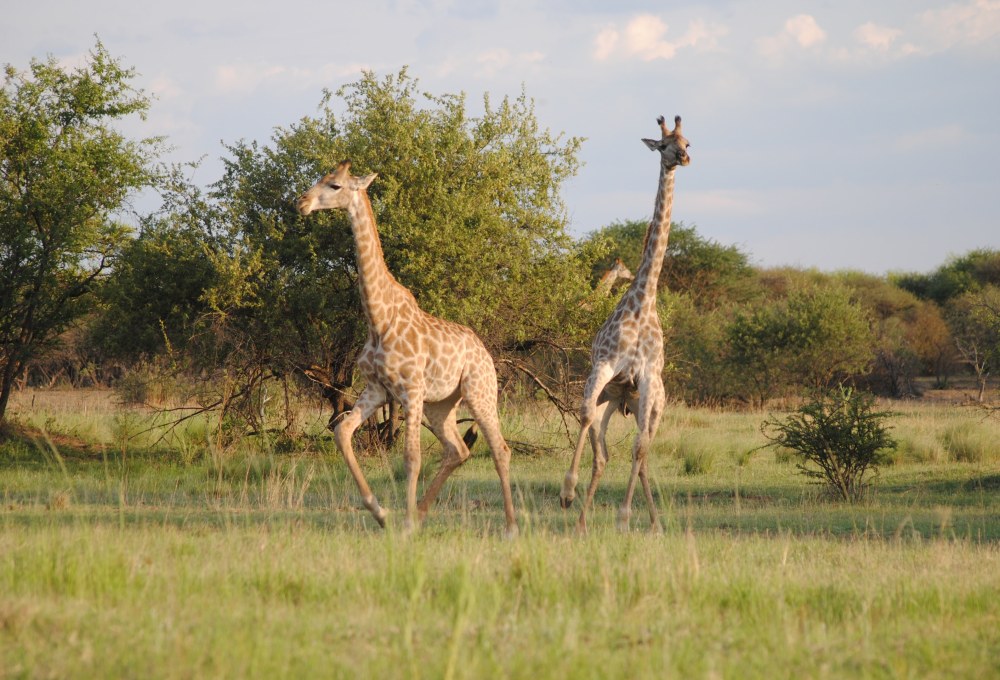 Tag 1: Safari im Botlierskop Game Reserve