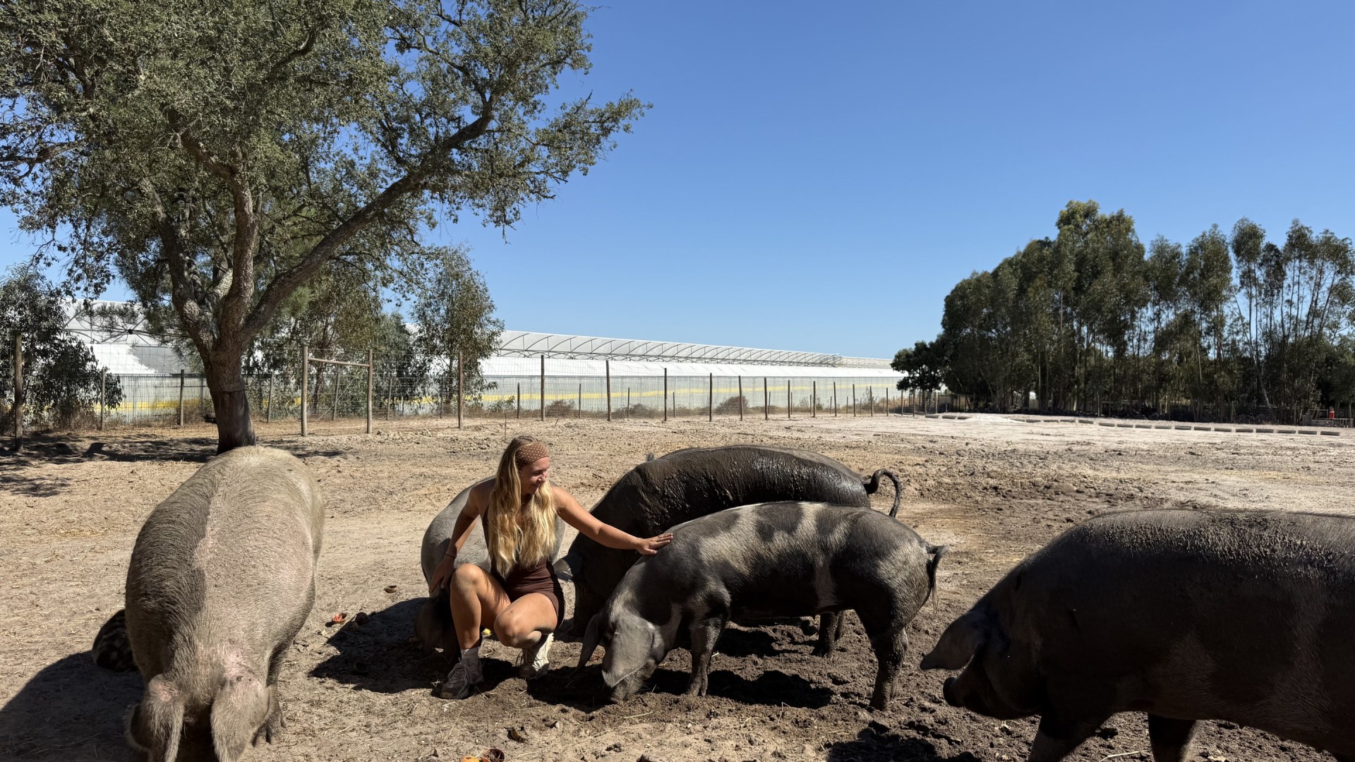Tierschutz-Projekt in Portugal