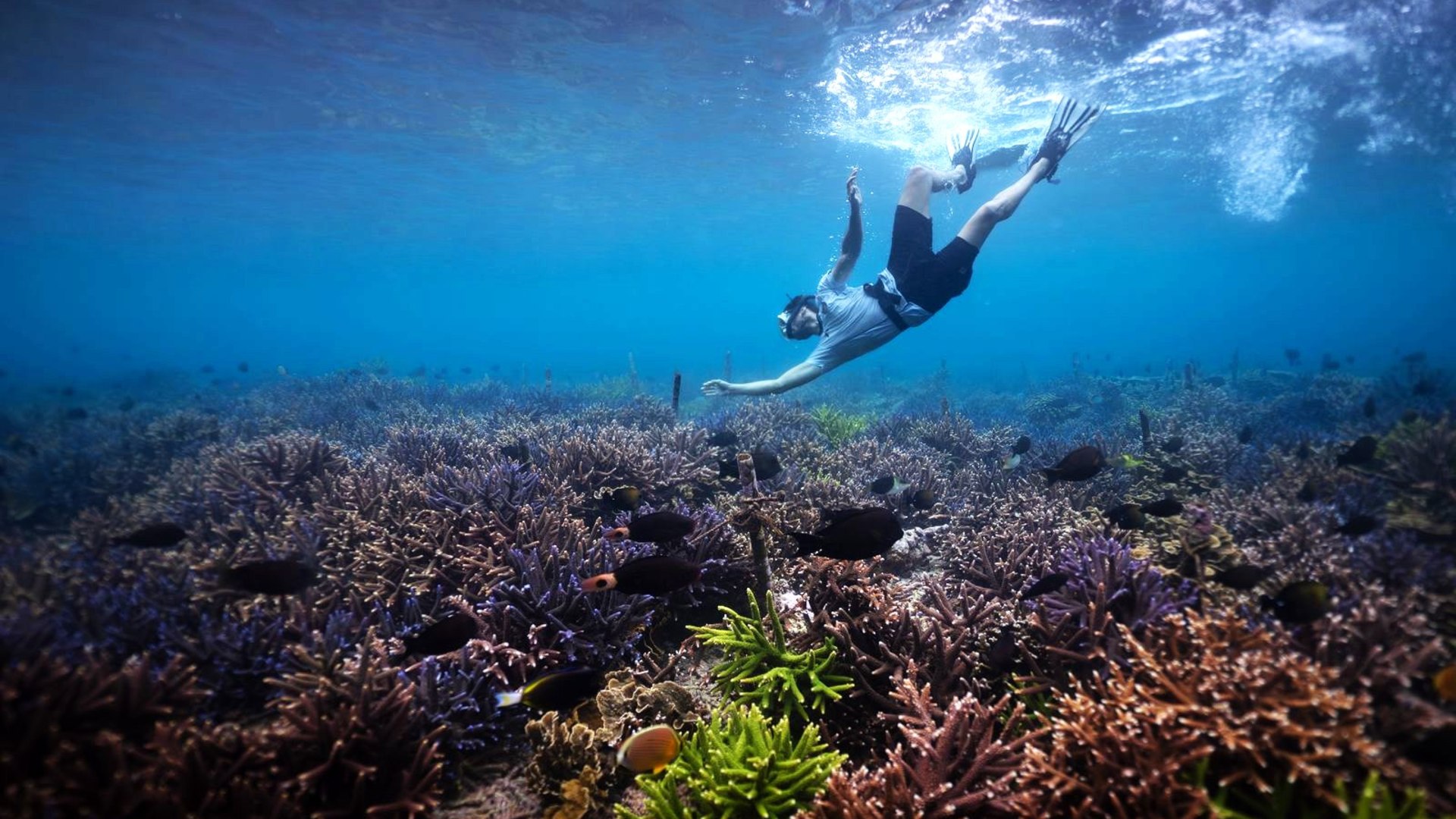 Meeresschildkröten und Korallenschutz auf Nusa Penida, Bali