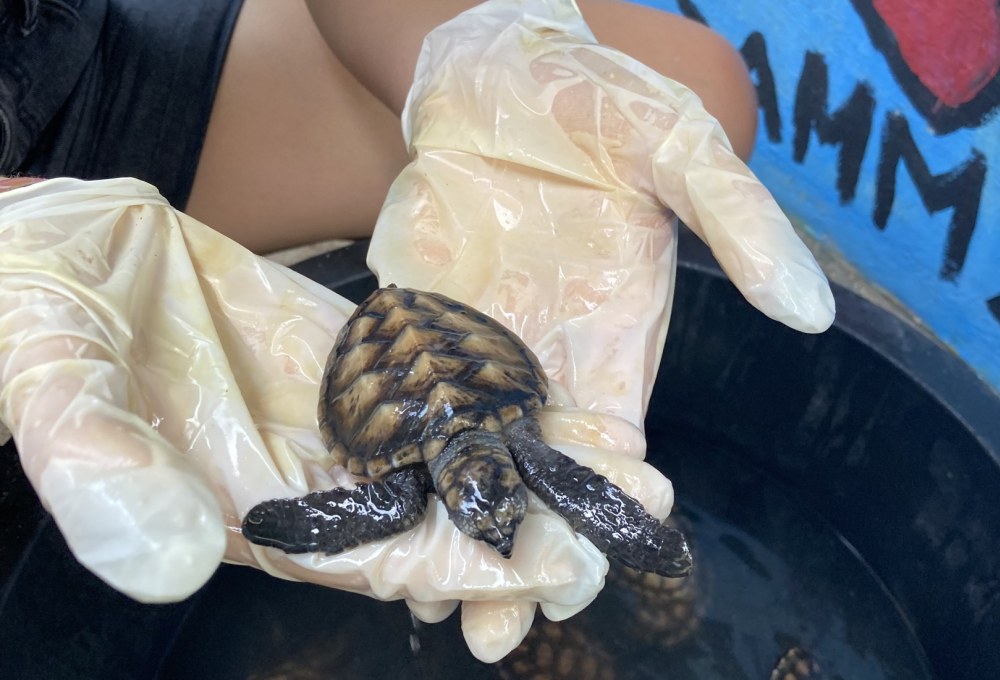 Meeresschildkröten-Projekt auf Lombok