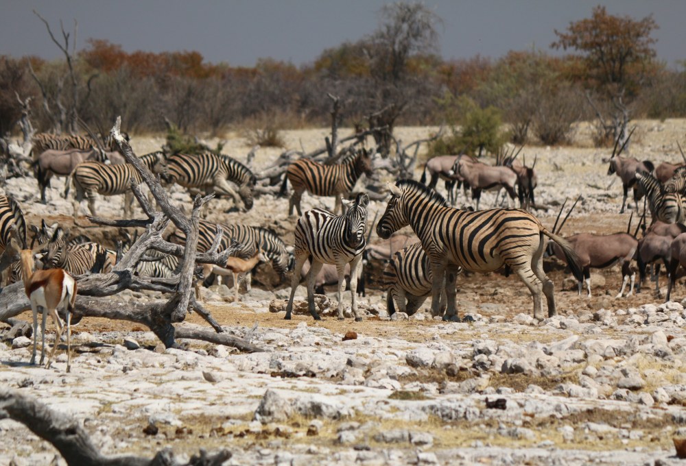Tag 10: Etosha Nationalpark (Namibia)