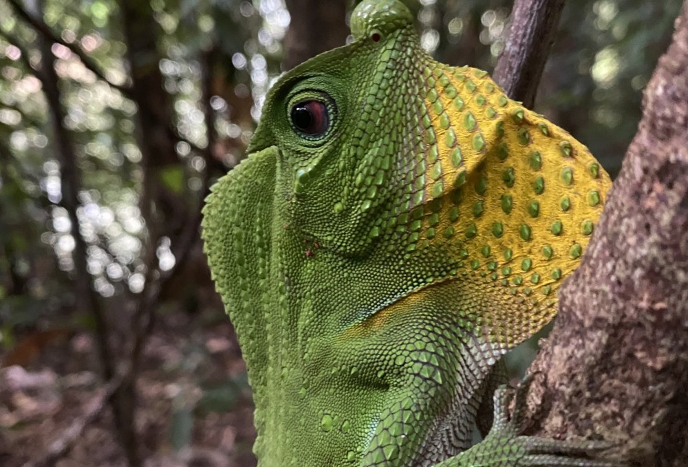 Tag 4: Sinharaja Forrest Reserve