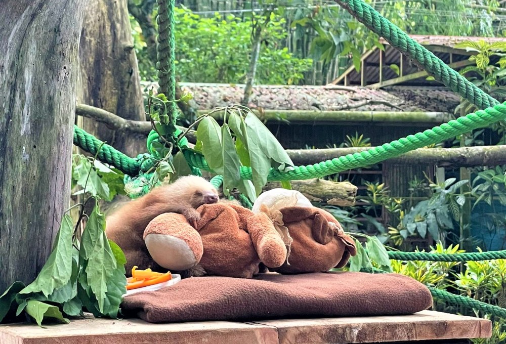 Dein Wildlife Projekt in Puerto Viejo