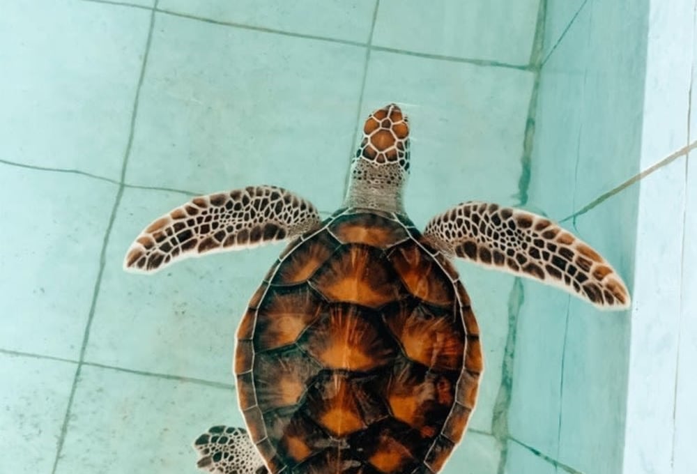 Ab Woche 2 - Dein Projekt