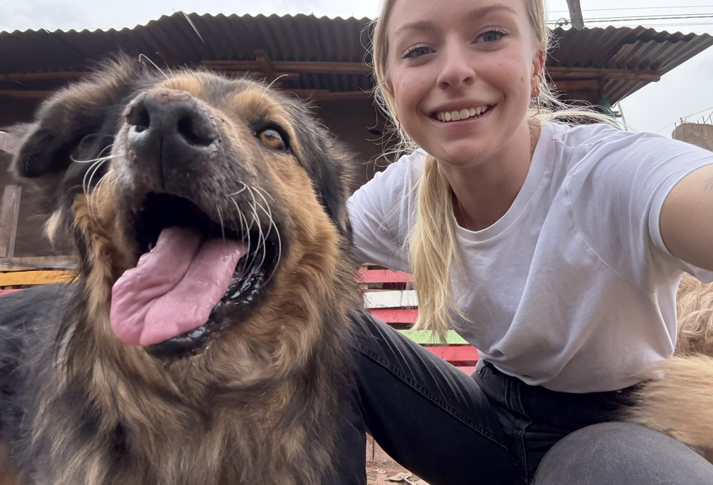 Straßenhunde-Projekt in Peru