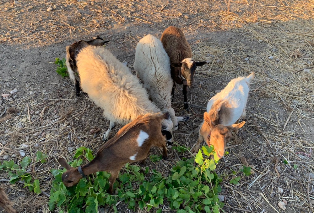 Dein Projekt auf Lipsi Island