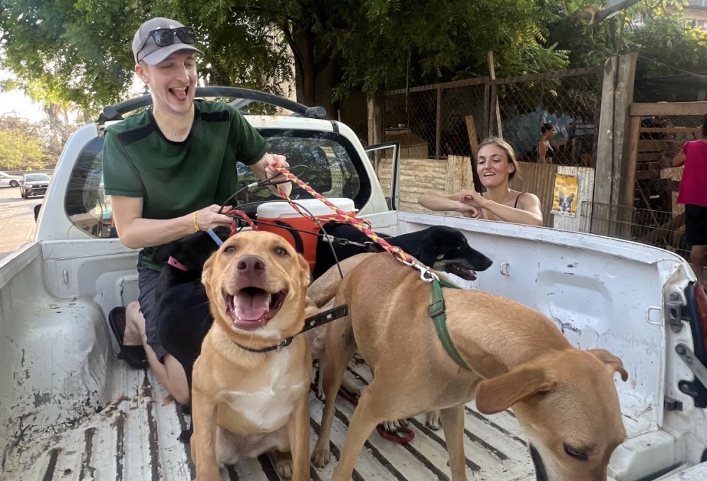 Dein Straßenhunde-Projekt  