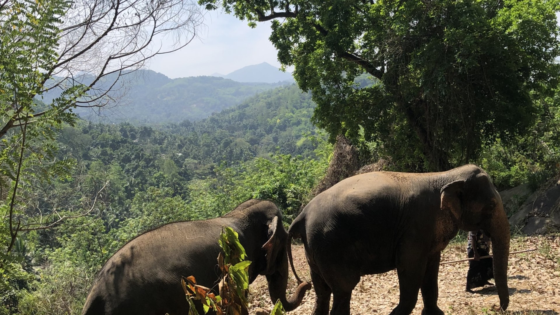 Elefanten-Projekt auf Sri Lanka