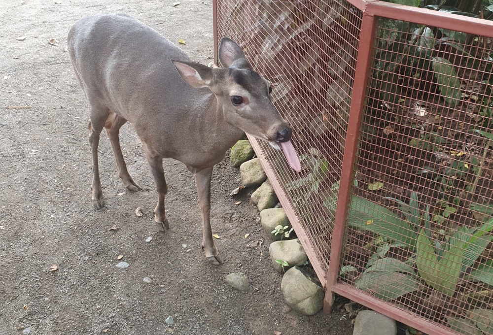 Dein Wildlife Projekt in Puerto Viejo
