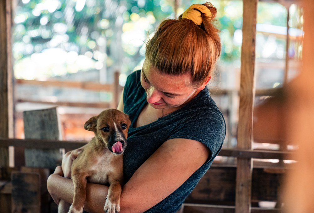Dein Straßenhunde-Projekt  