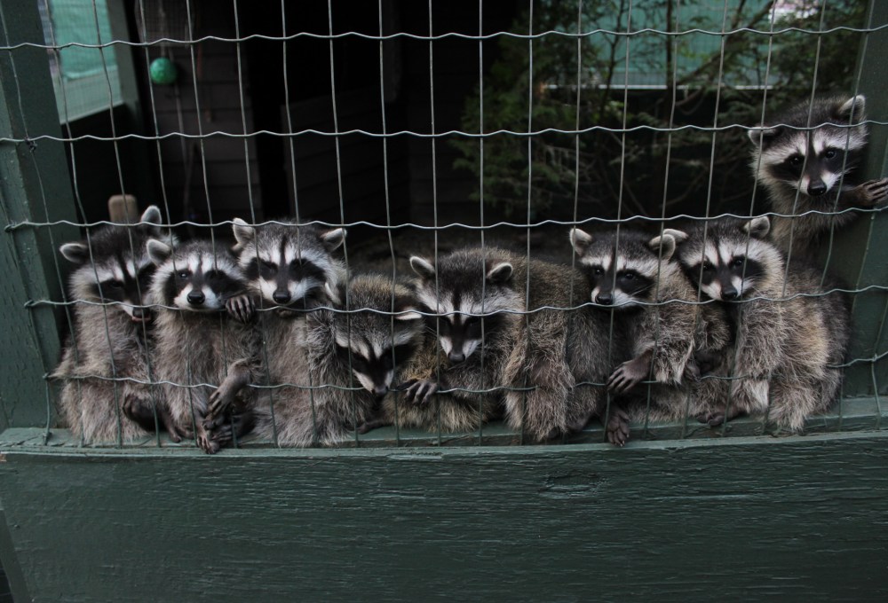 Wildlife-Projekt in Kanada (bei Vancouver)