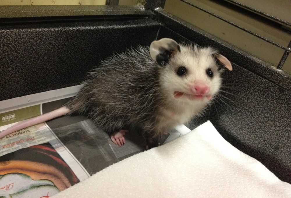 Ab Tag 3 - Dein Wildlife-Projekt