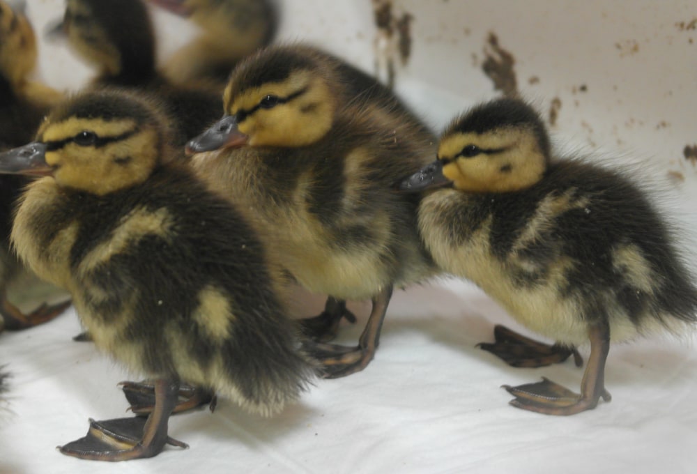 Ab Tag 3 - Dein Wildlife-Projekt