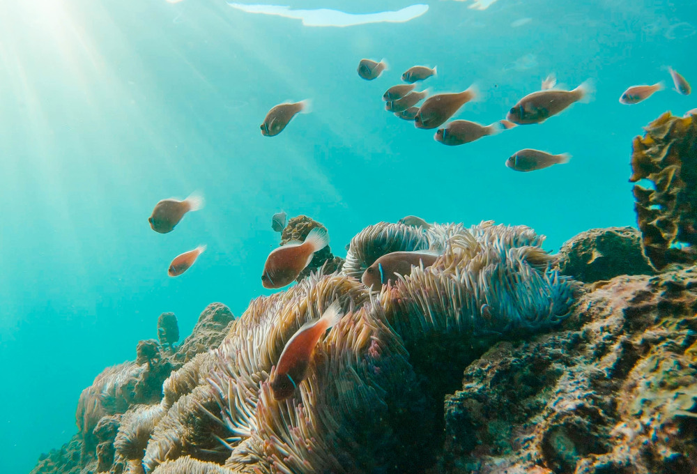 Tag 13: Koh Tao & Nang Yuan Schnorcheltour