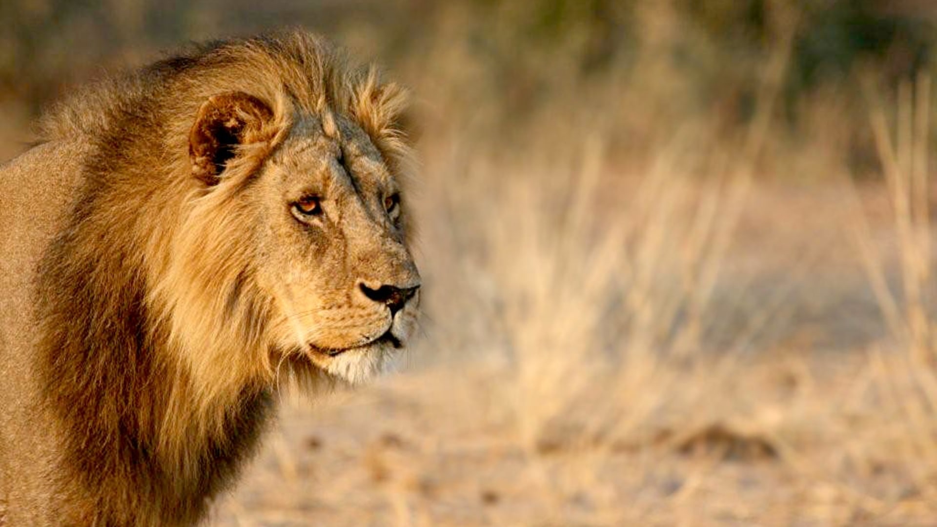 Wildlife Krüger Nationalpark in Südafrika