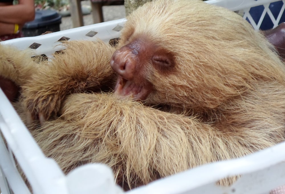 Dein Wildlife Projekt in Puerto Viejo