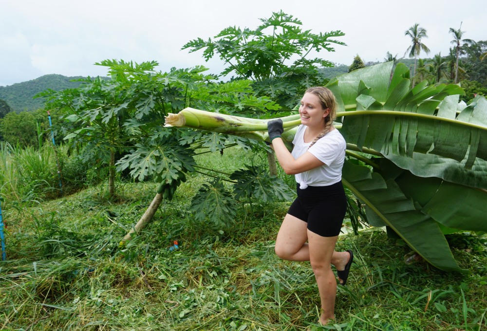 Woche 3: Dein Elefanten-Projekt auf Koh Samui