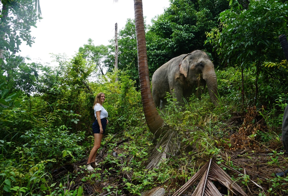 Woche 3: Dein Elefanten-Projekt auf Koh Samui