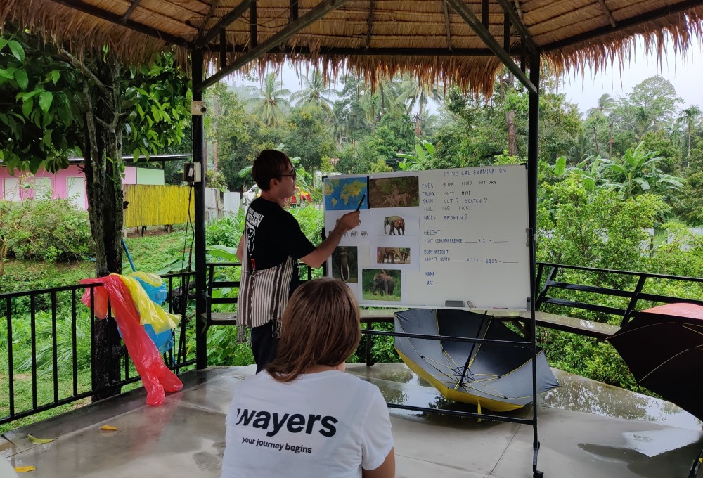 Woche 3: Dein Elefanten-Projekt auf Koh Samui