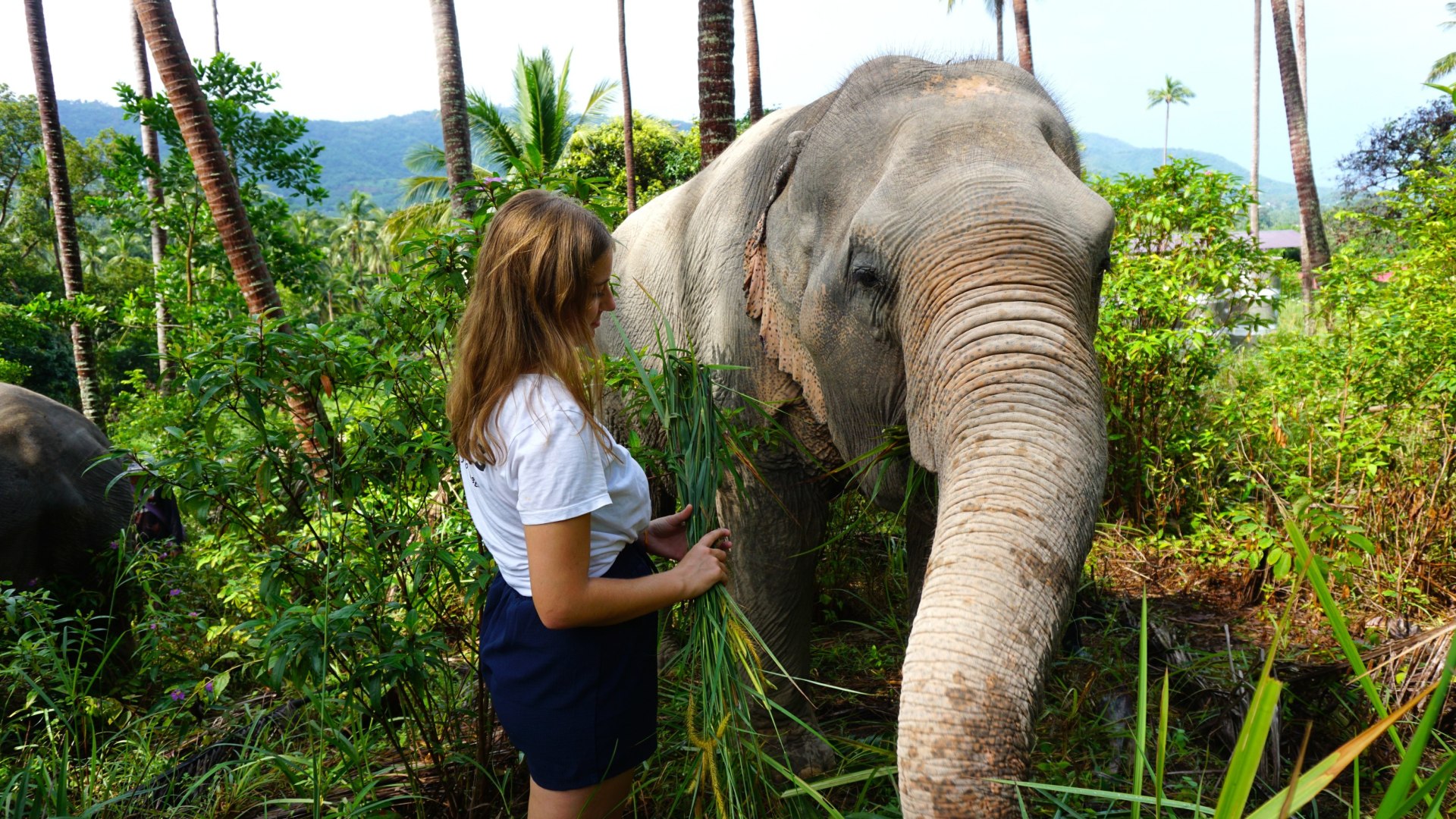 Elefanten-Projekt Thailand (Koh Samui)