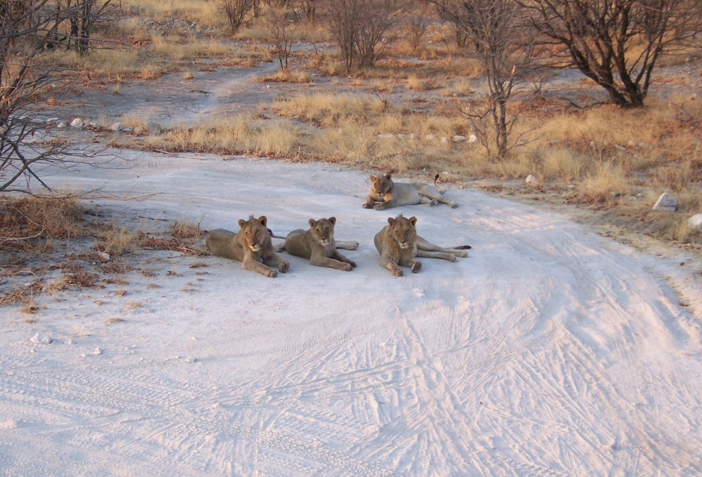 Tag 10: Etosha Nationalpark (Namibia)