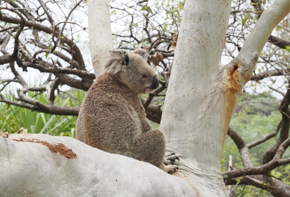Tag 22-24: Magnetic Island