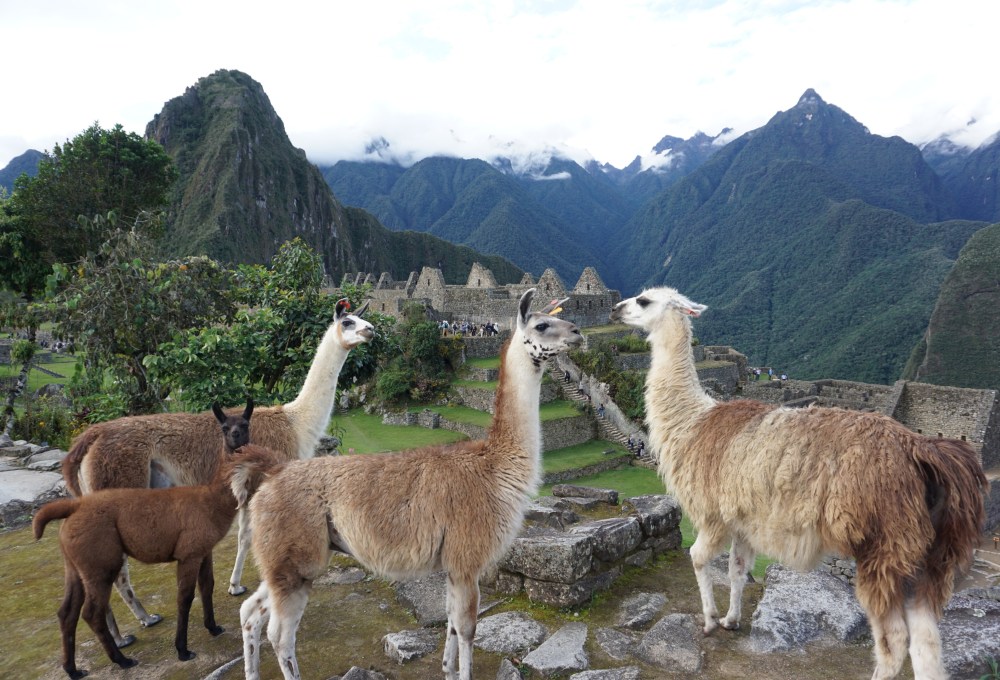 Tag 4: Wiñayhuayna A Machupicchu – Aguas calientes – Cusco