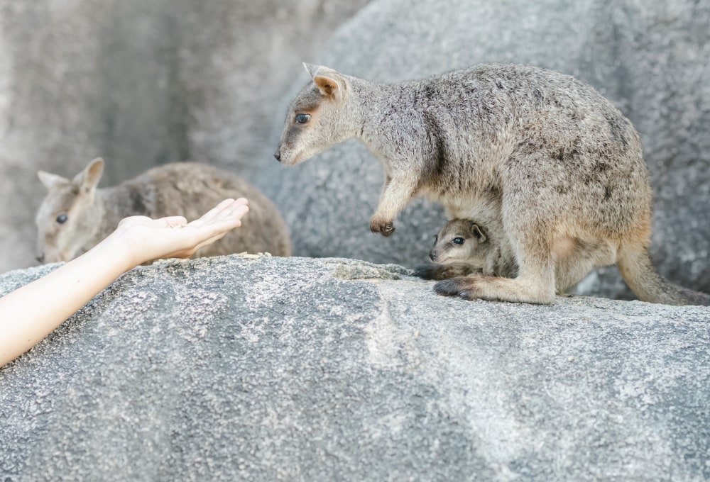Tag 22-24: Magnetic Island