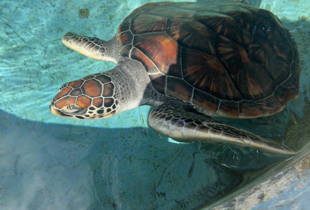 Tag 3: Kajaking, Meeresschildkröten & Kultur