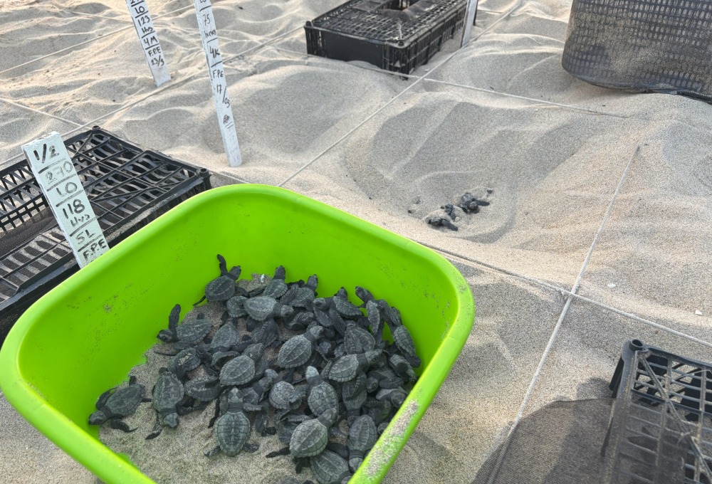 Meeresschildkröten & Recycling in Mexiko