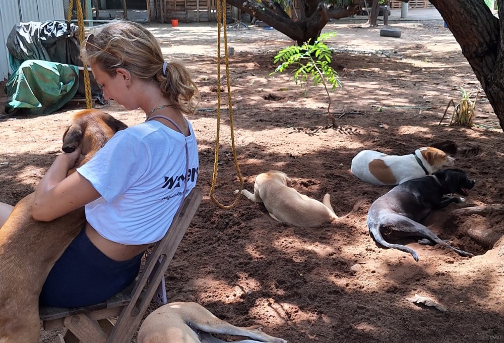 Straßenhunde-Projekt in Mexiko