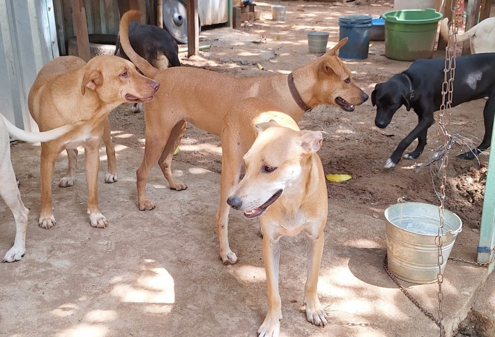 Dein Straßenhunde-Projekt  