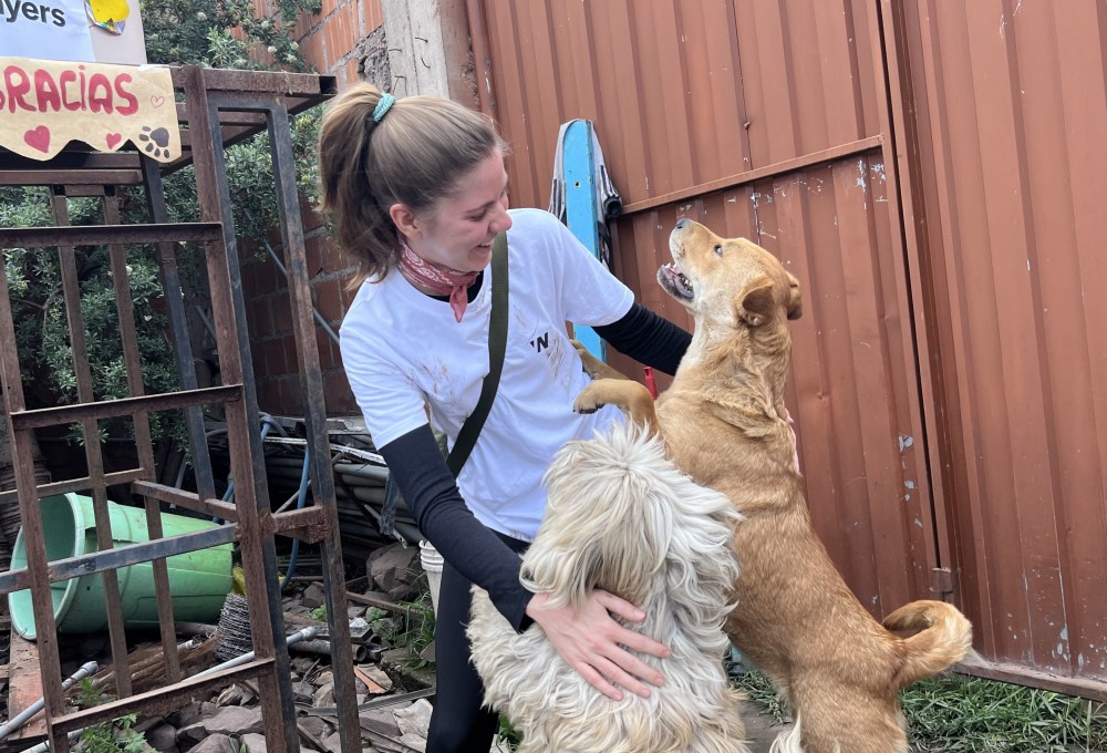 Straßenhunde-Projekt in Peru