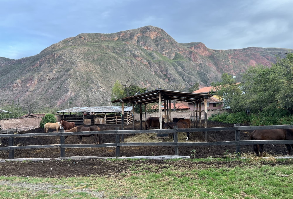 Pferde-Projekt in Peru
