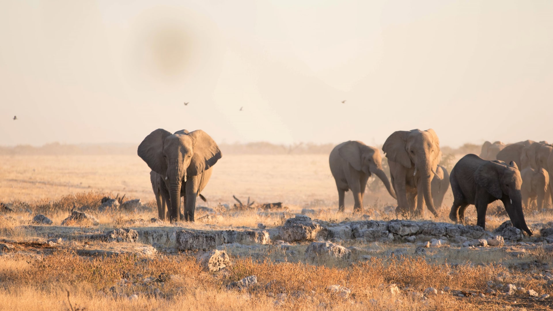 Wild Africa Expedition