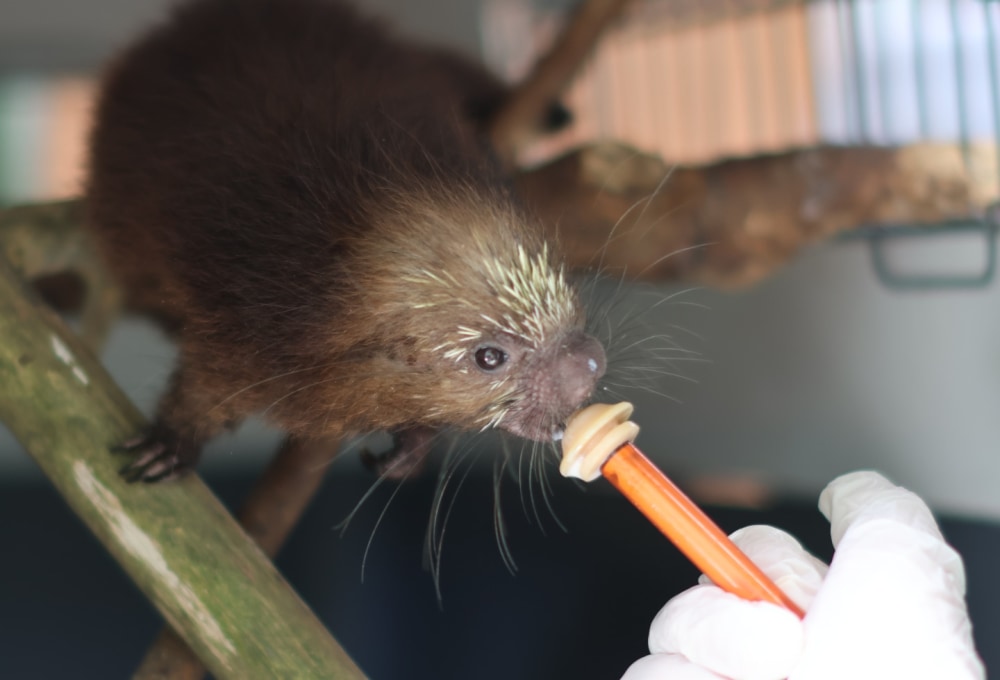 Dein Wildlife Projekt in Costa Rica