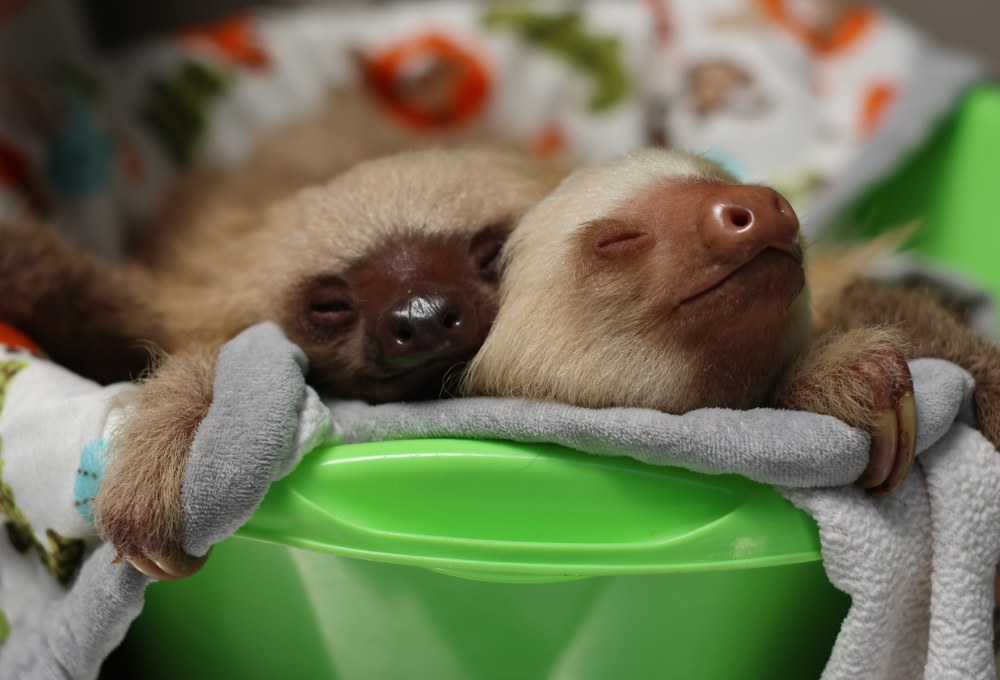 Wildlife in Puerto Viejo (Costa Rica )